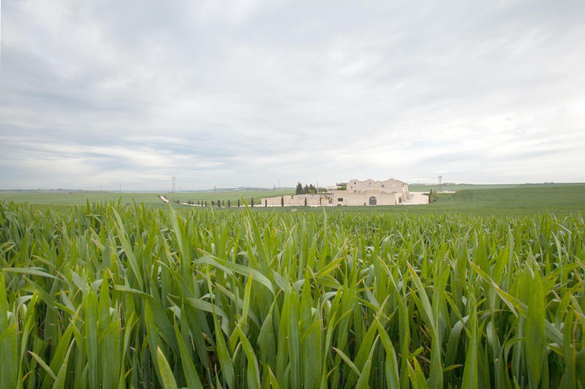 Tenuta Danesi - Camere - Appartamenti - Bubble Room Matera Eksteriør bilde